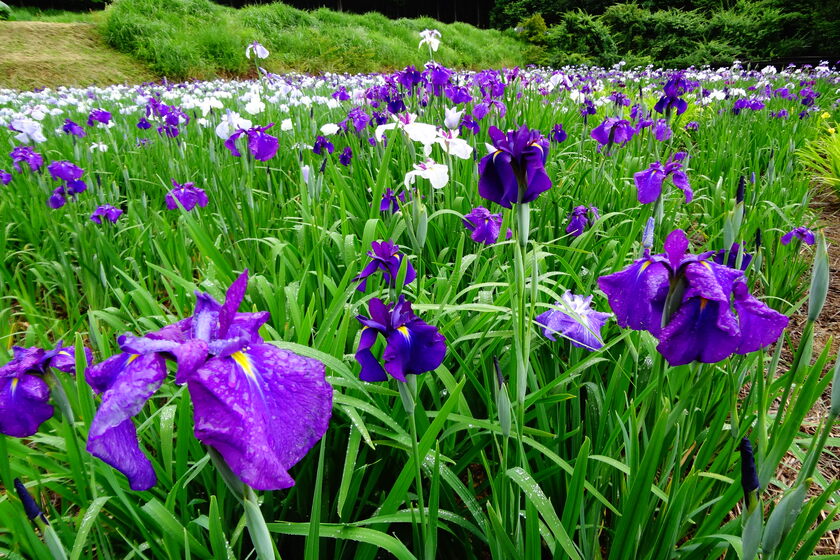 スタッフおすすめ♪大江戸温泉物語から行く初夏の花＆おでかけスポット