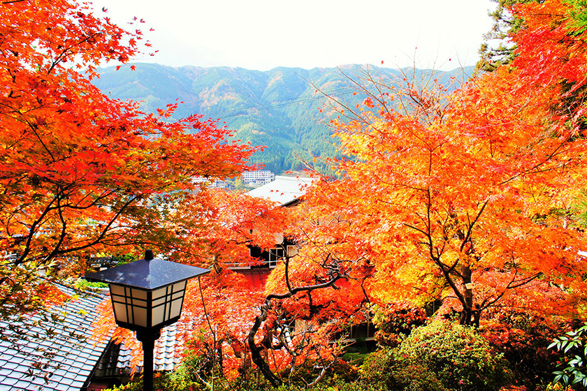秋を満喫！大江戸温泉物語から行きたい紅葉スポット情報