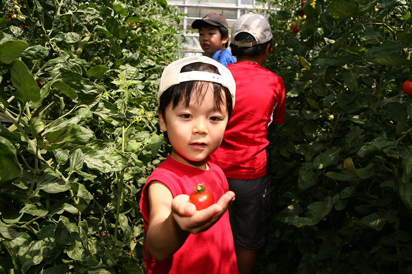 「栃本農園」のフルーツトマト狩り