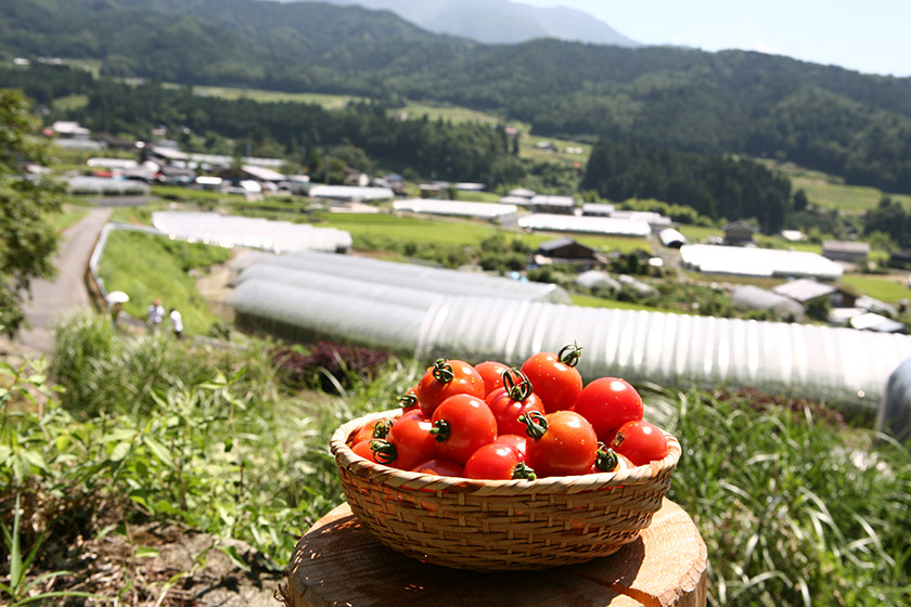 「栃本農園」のフルーツトマト狩り