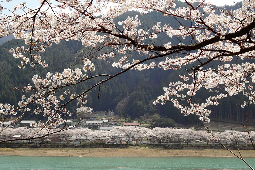 八坂湖畔の桜
