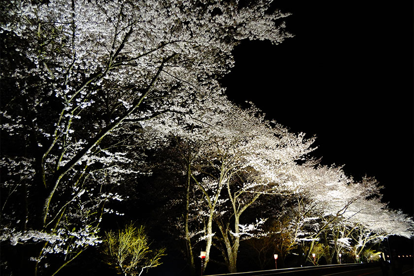 八坂湖畔の桜（ライトアップ）